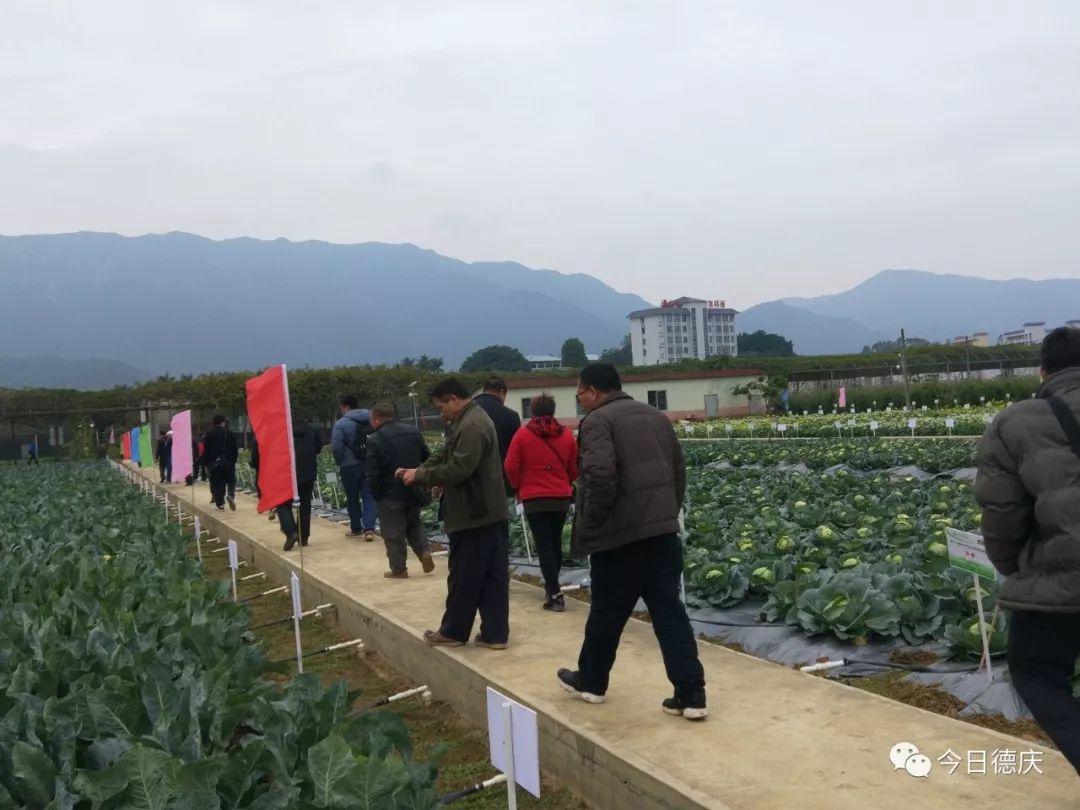 德庆村未来繁荣与和谐共生发展规划揭秘